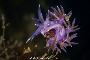 Flabellina affinis_May 2025
(Canon RF100,1/200,f16,iso100) by Antonio Venturelli 